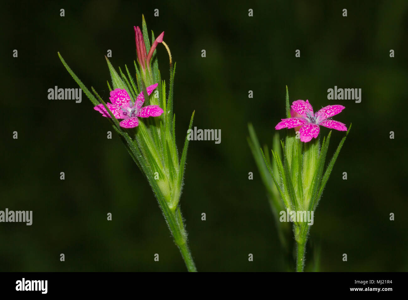 Pink wildflower hi-res stock photography and images - Alamy