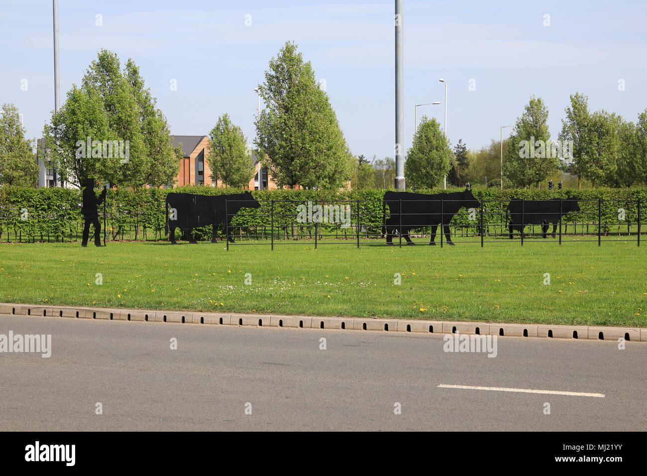 Drover's roundabout, aka 'cow roundabout' off Simon Weil Avenue, in Ashford, Kent, UK Stock Photo