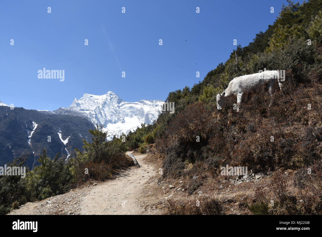 Trekking path with goat and Kongde Ri in the background Stock Photo