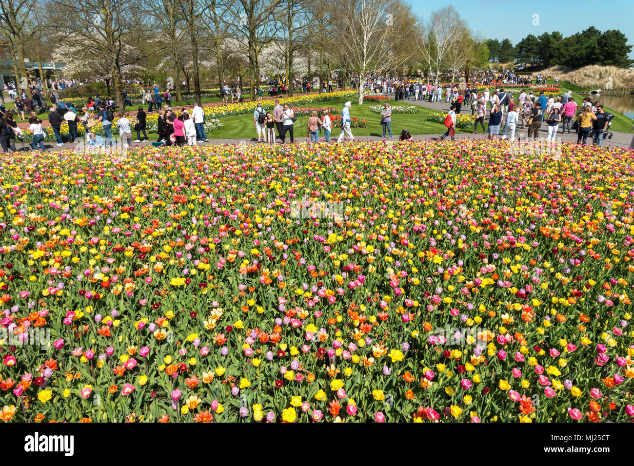 Keukenhof Flower Gardens in Lisse near Amsterdam Mixed Tulips in a colorful bed. Stock Photo