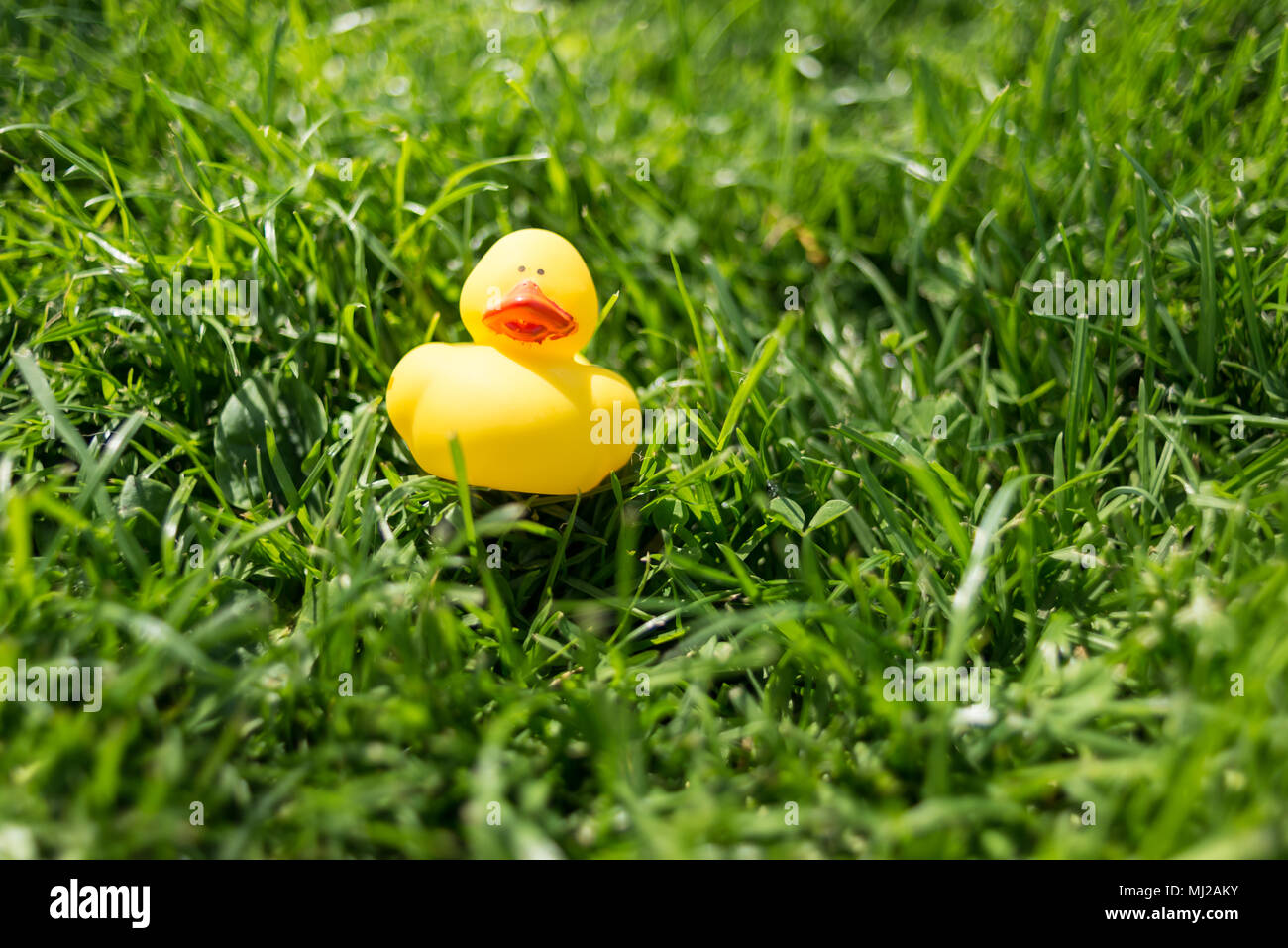 A cute yellow rubber duck floating toy lying on green grass of a garden Stock Photo