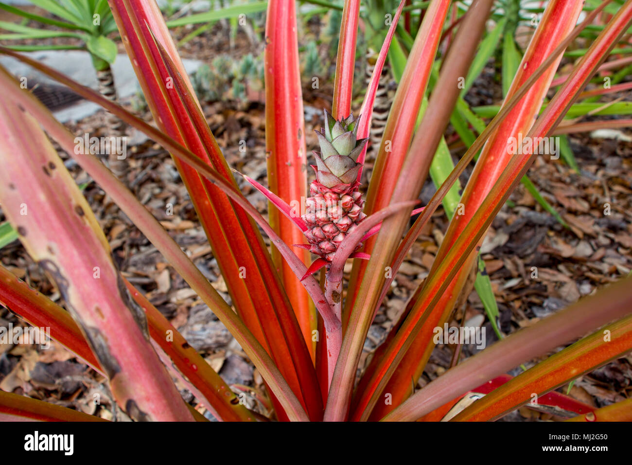 Red pineapple (Ananas bracteatus) - Broward College South Campus, Pembroke Pines, Florida, USA Stock Photo