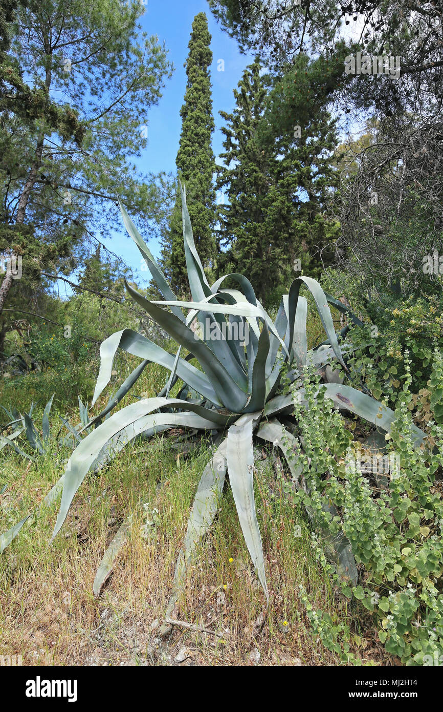 Cactus and Pine Tree Mediterranean Vegetation Stock Photo - Alamy