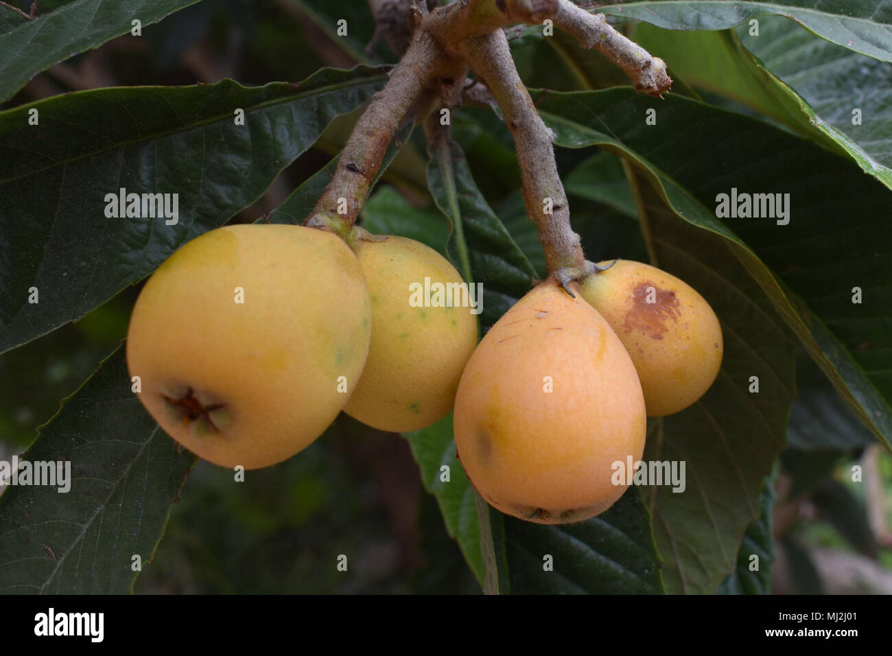 Four Loquats Growing on Tree Stock Photo