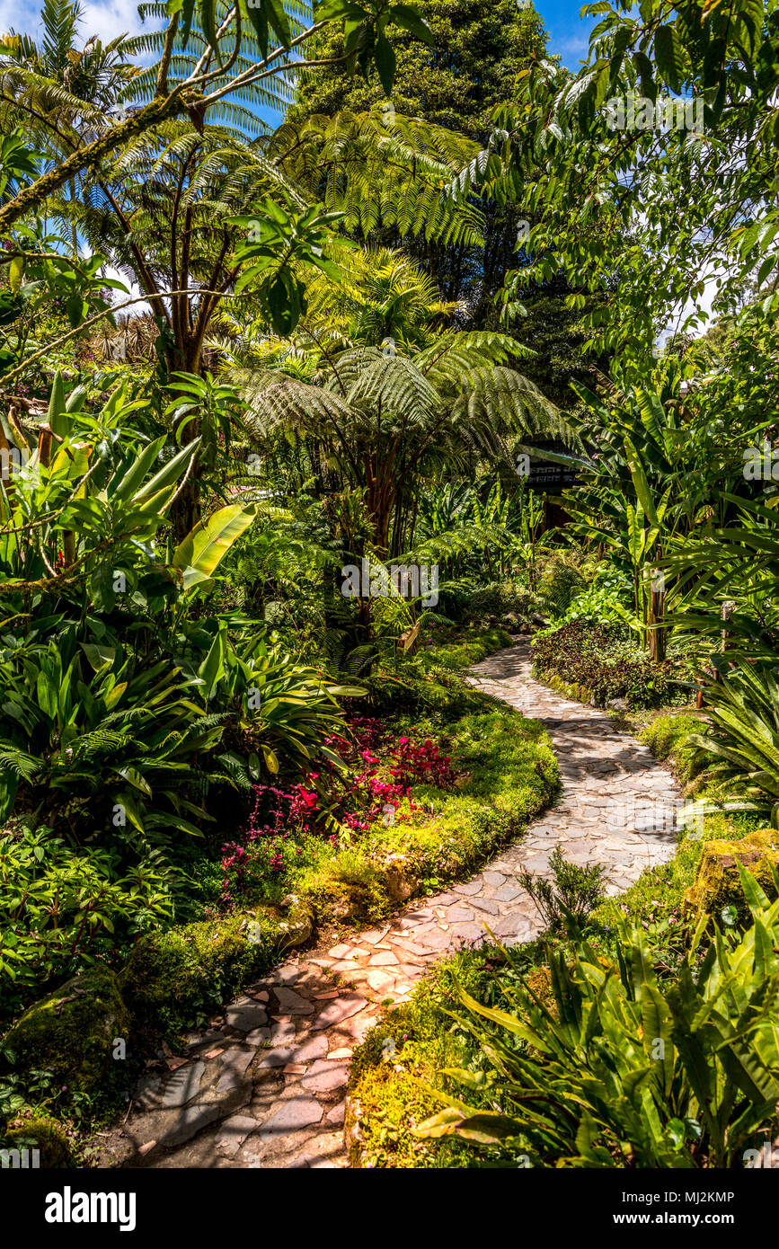 Lush tropical garden at the Dracula Orchid Farm in Panama Stock Photo