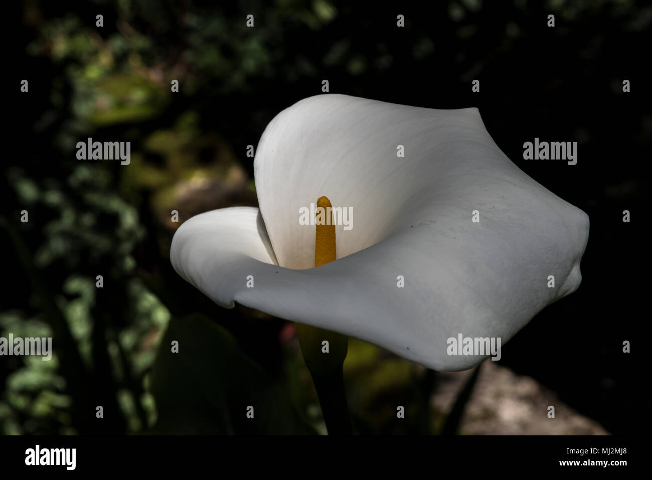 White Peace lily Stock Photo