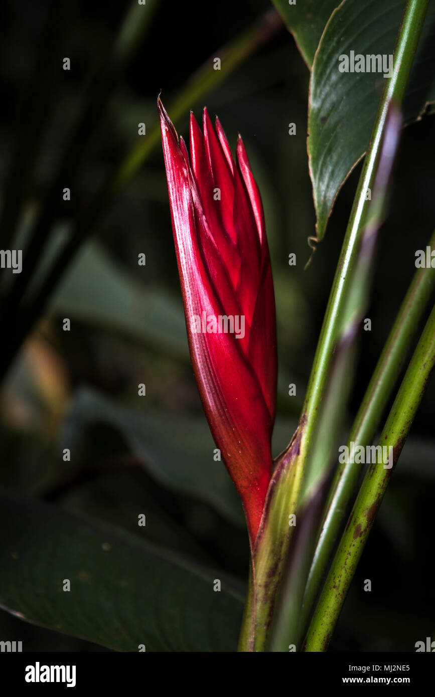 Trpoical Rain Forest Plants from Panama Stock Photo