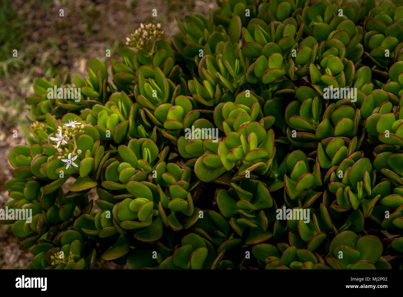 Tropical Plants images taken in Chiriqui, Panama Stock Photo