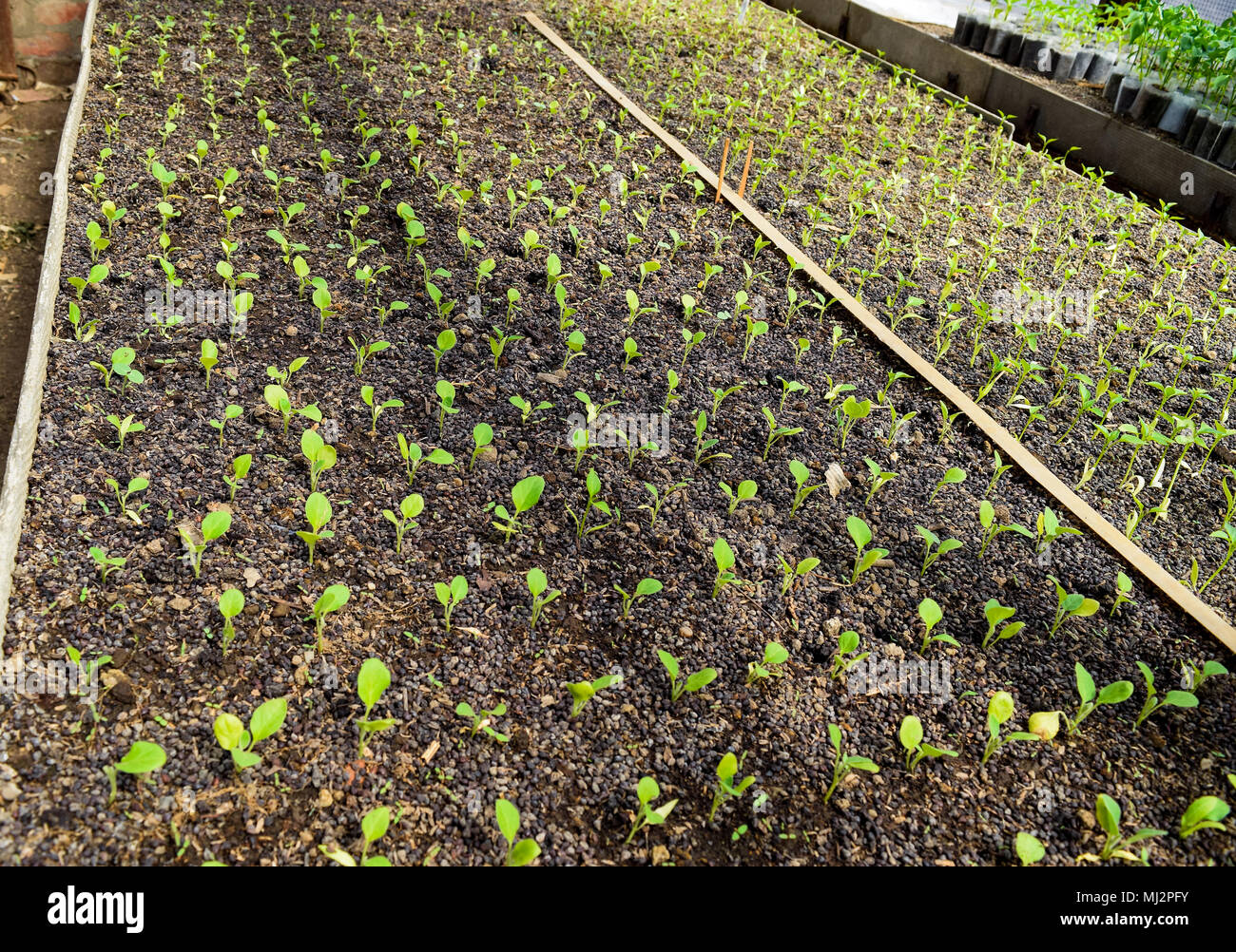 Seedlings eggplant in the greenhouse. Growing eggplant of vegetables in