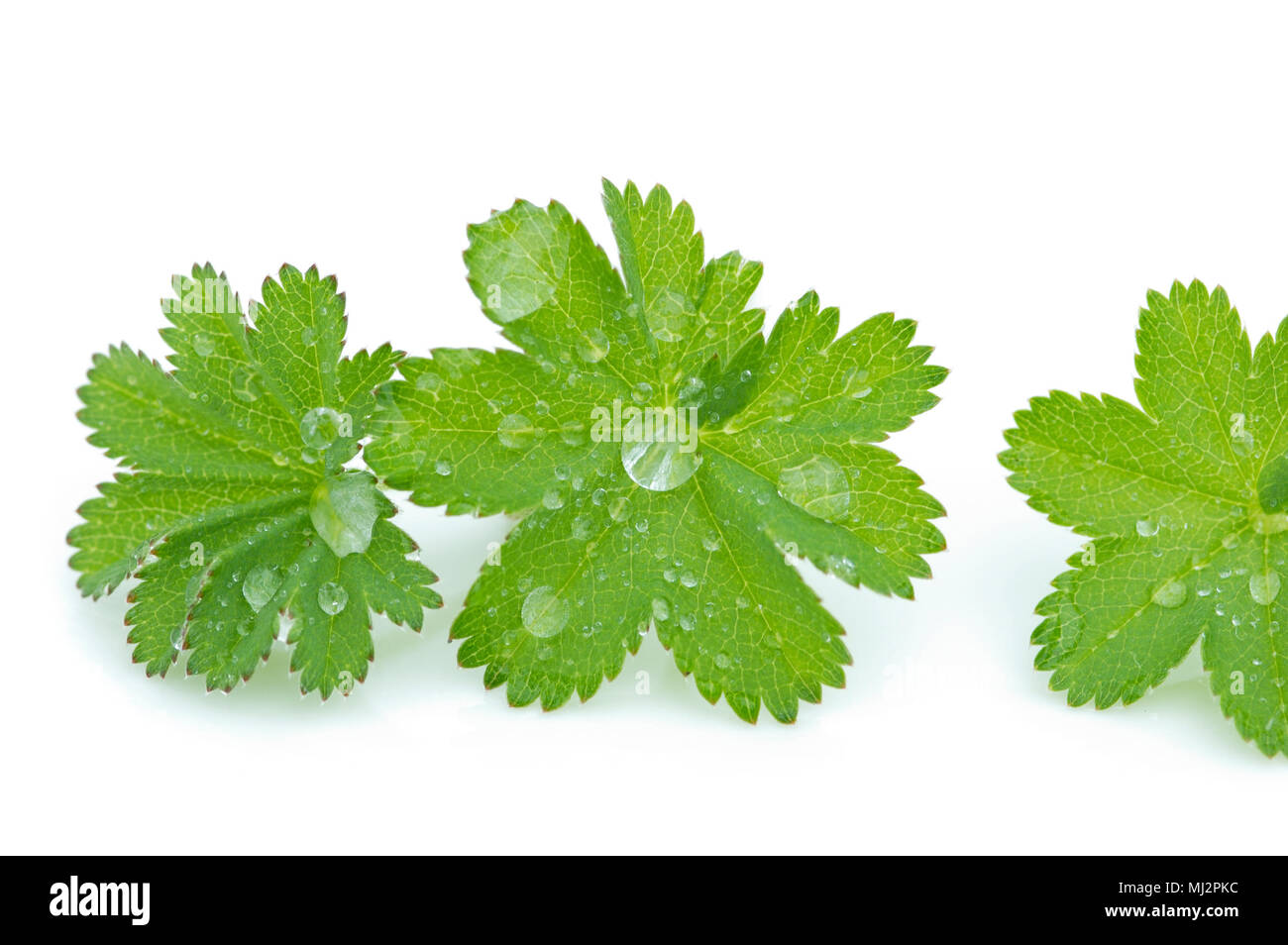 Lady's mantle leaves on white background Stock Photo
