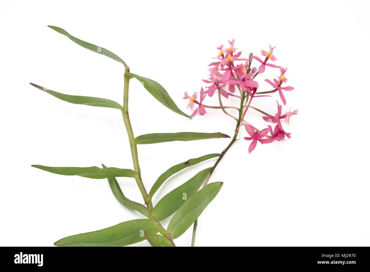 Crucifix Orchids ( Epidendrum Secundum) Stock Photo