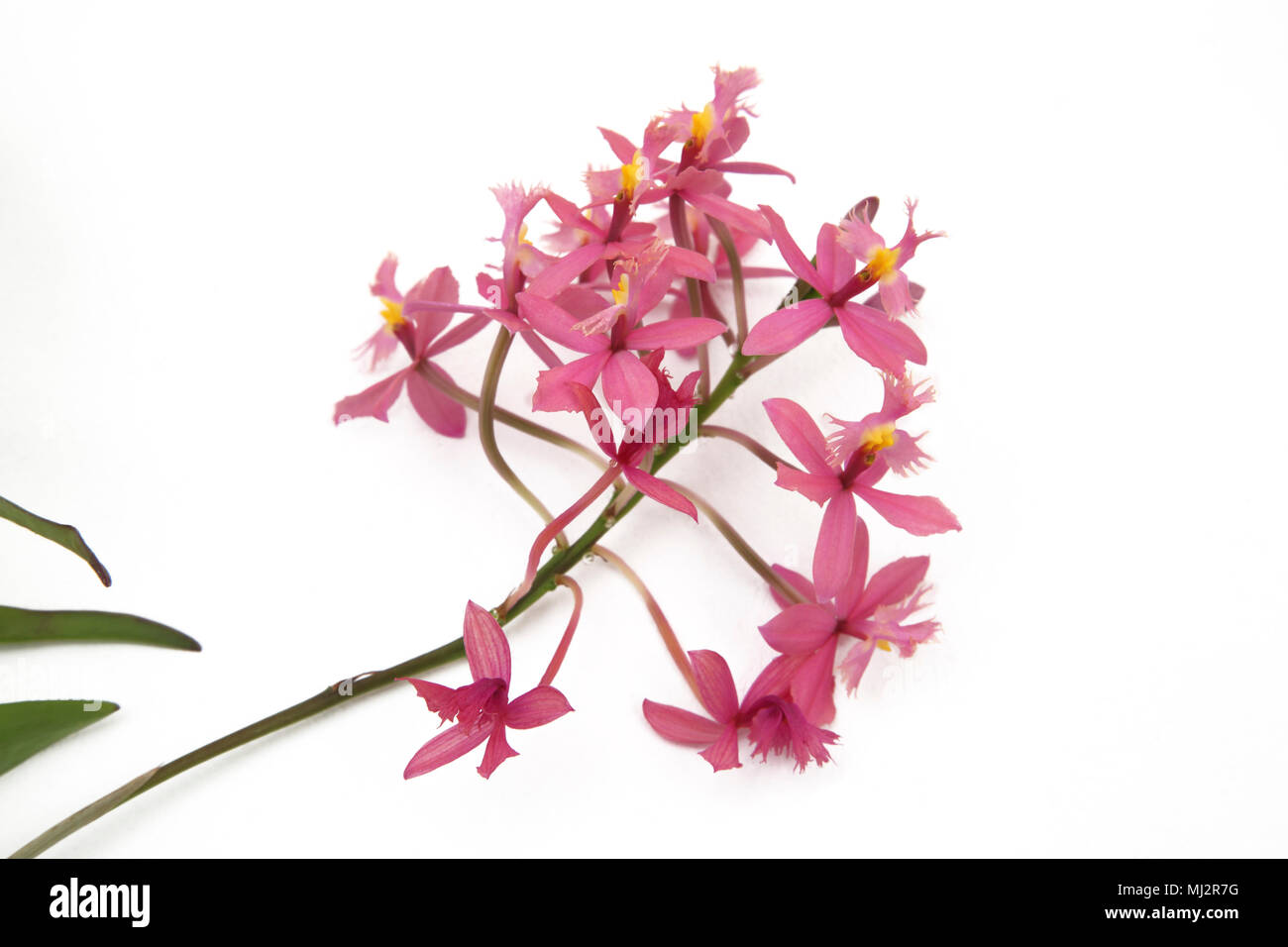 Crucifix Orchids ( Epidendrum Secundum) Stock Photo