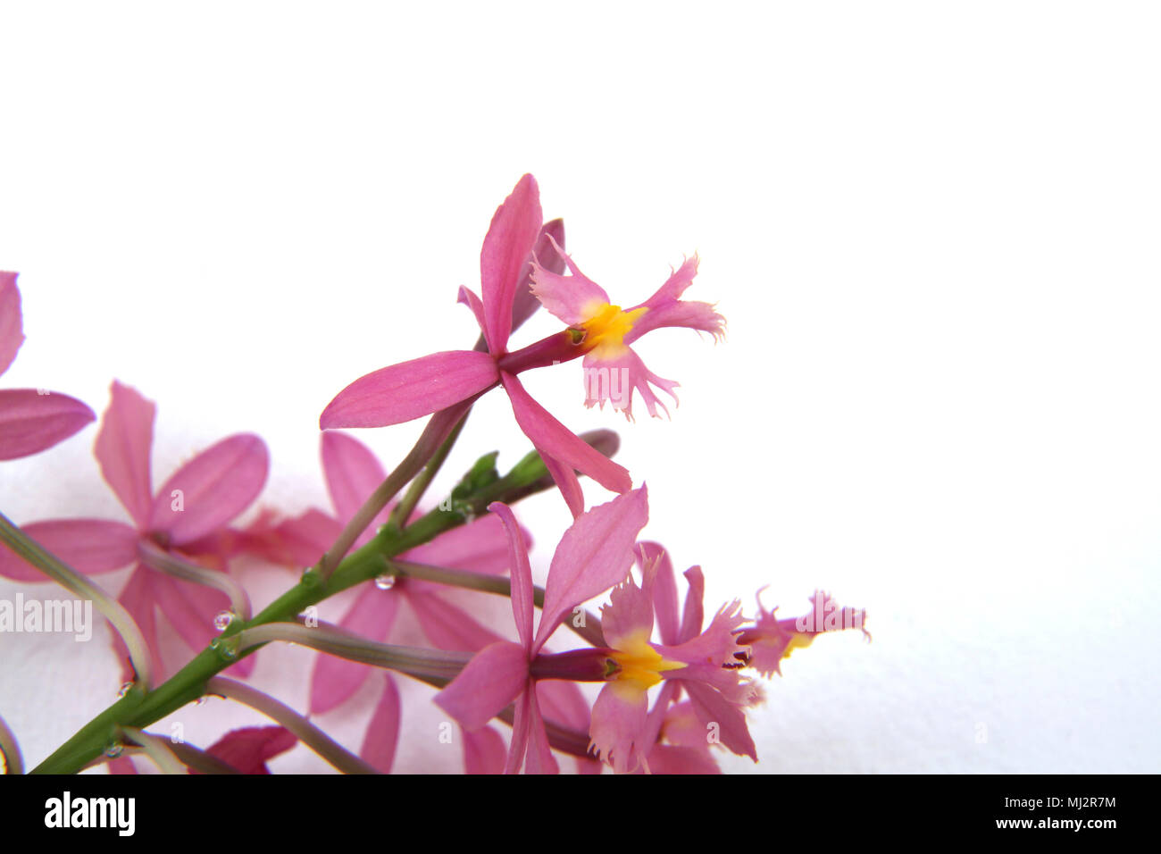 Crucifix Orchids ( Epidendrum Secundum Stock Photo Alamy