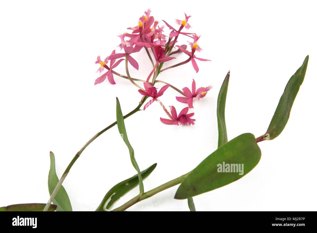 Crucifix Orchids ( Epidendrum Secundum) Stock Photo