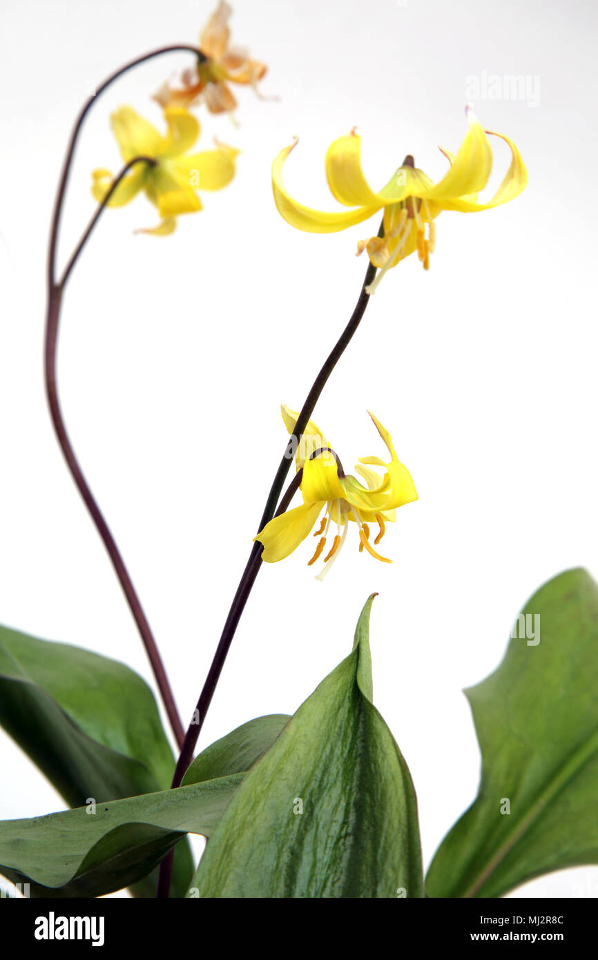 Yellow Dog tooth violet Bulbous Herbaceous Perennial - Bulb used as a source of starch in making Vermicelli and Leaves can be eaten in a salad Stock Photo