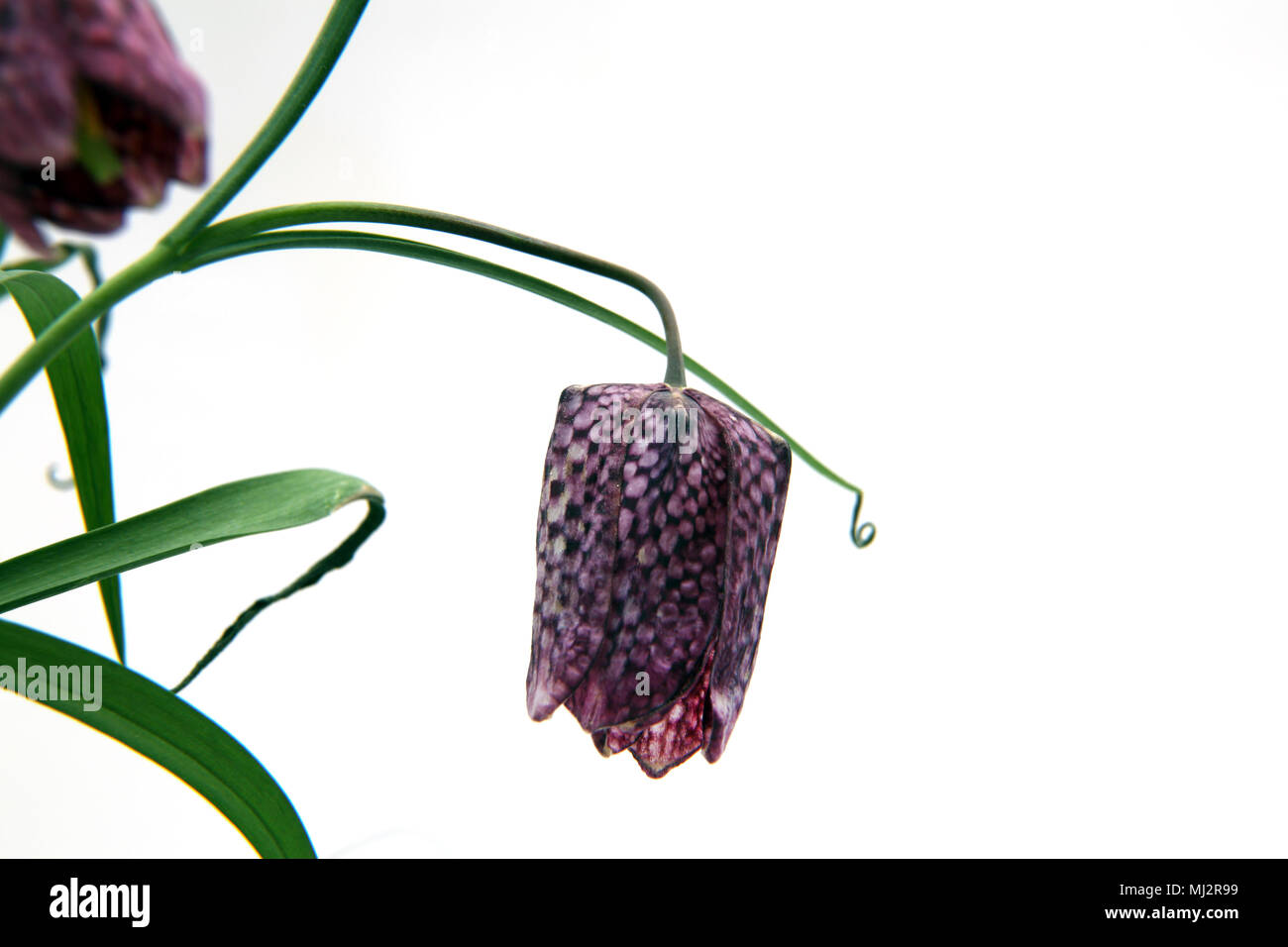 Snakes Head Fritillary (Fritillaria meleagris) Wildflower Native to British damp meadows Stock Photo