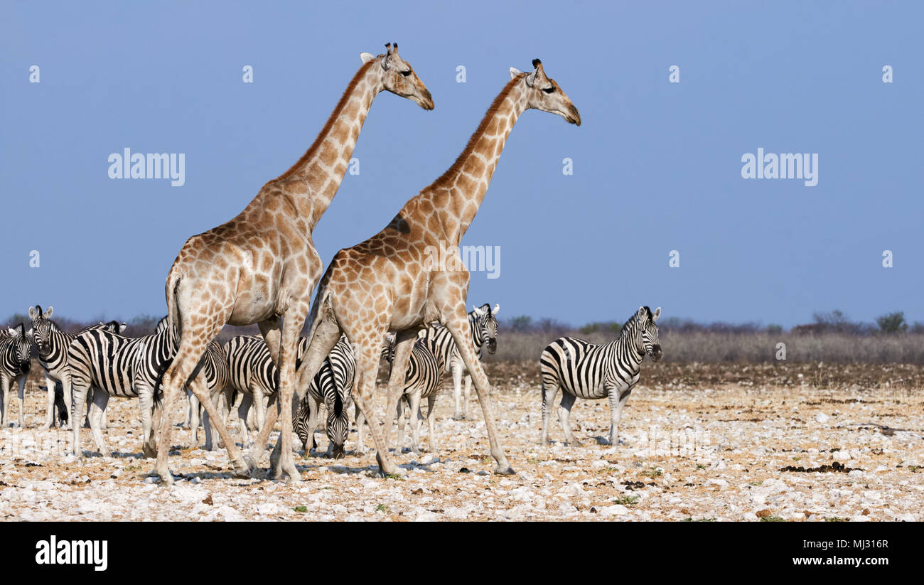 Two giraffes and a herd of zebras walk near a waterhole in Namibia's savannah Stock Photo