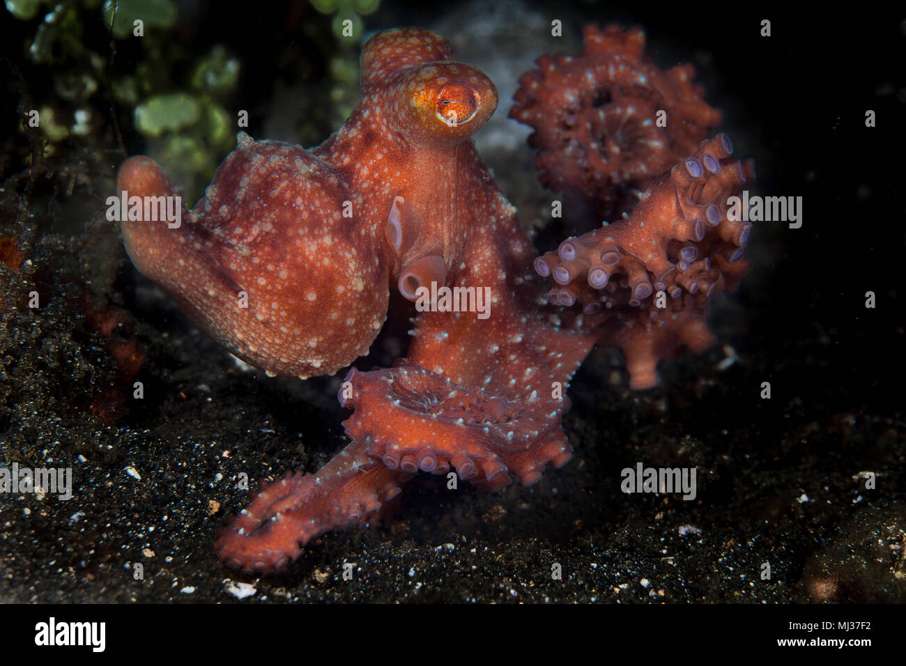 A Starry Night octopus crawls across the black sand seafloor of Lembeh Strait, Indonesia, at night. This nocturnal cephalopod is relatively rare. Stock Photo