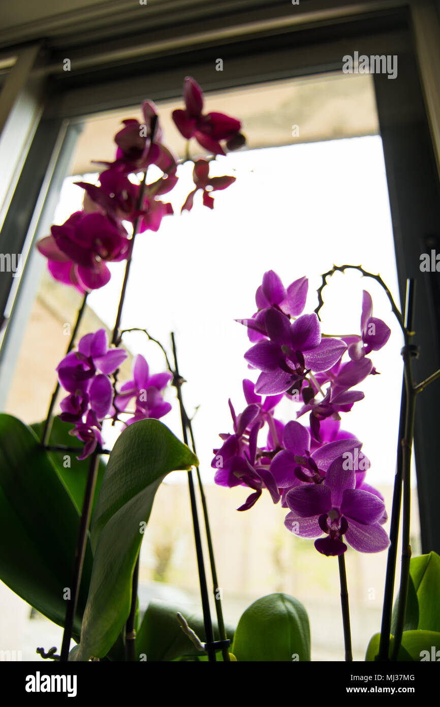 Orchideas at home, yellow, white and purple orchides in the windows takig sun lights Stock Photo