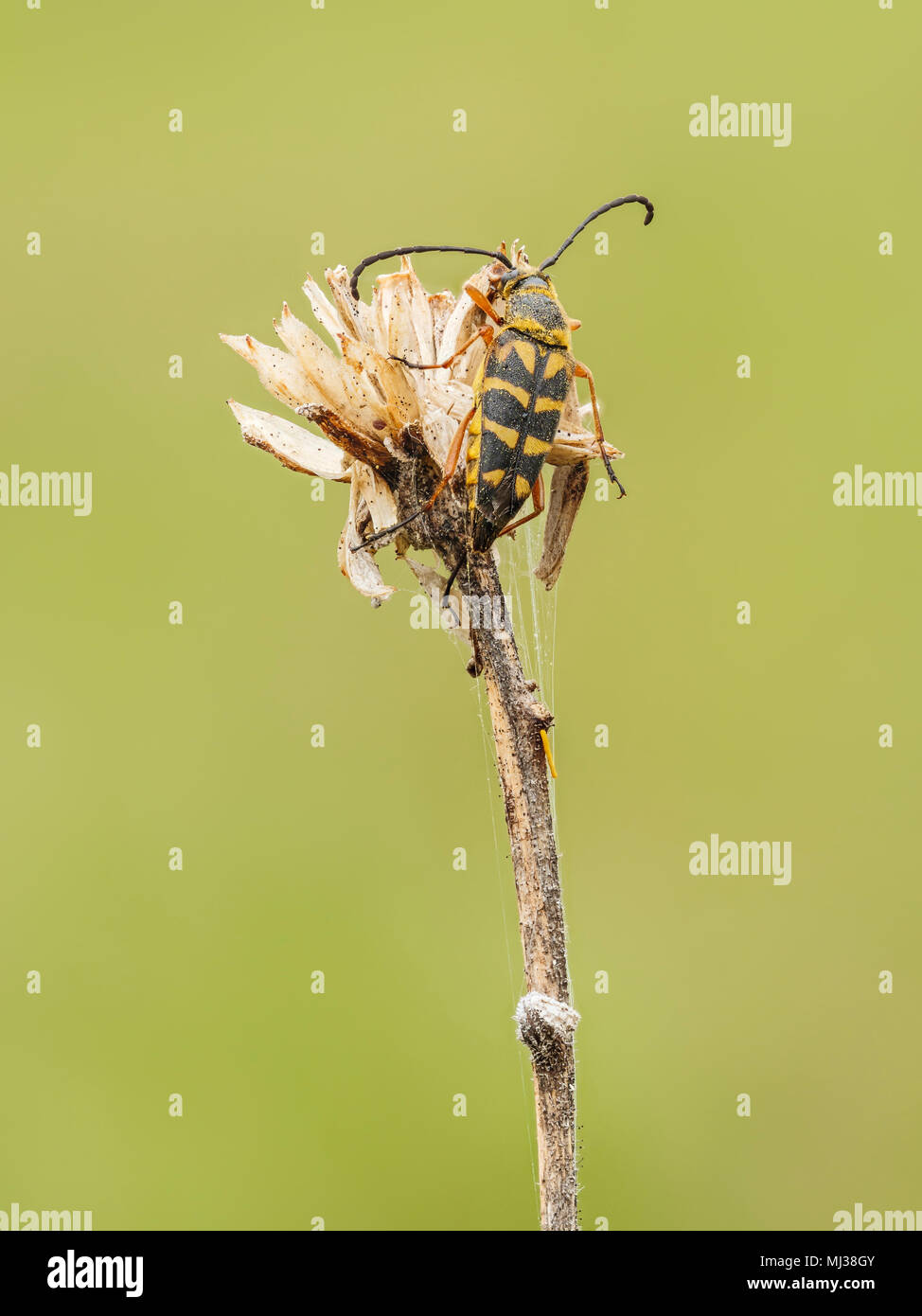 A Zebra Longhorn (Typocerus zebra) beetle perches on its overnight roost in the early morning. Stock Photo
