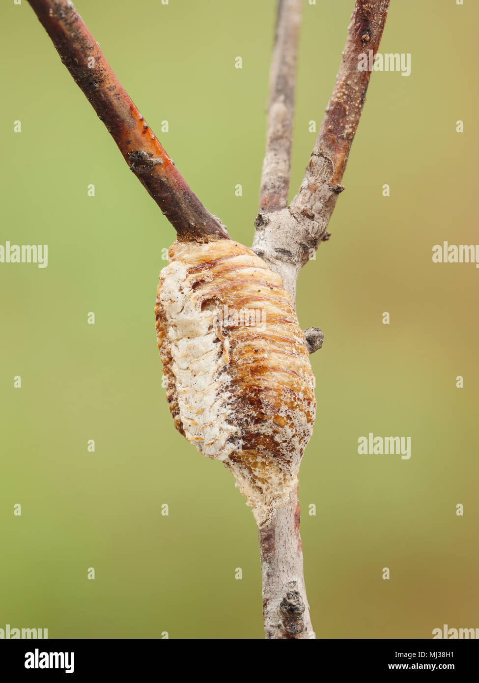 Praying mantis ootheca hires stock photography and images Alamy