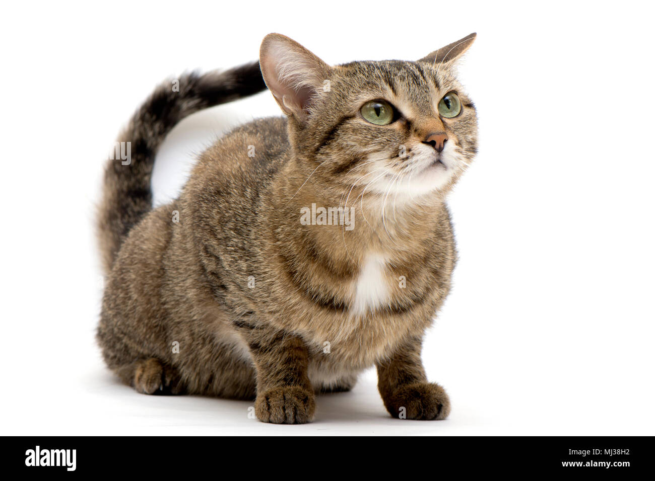 he tense cat ready to pounce on a white background Stock Photo