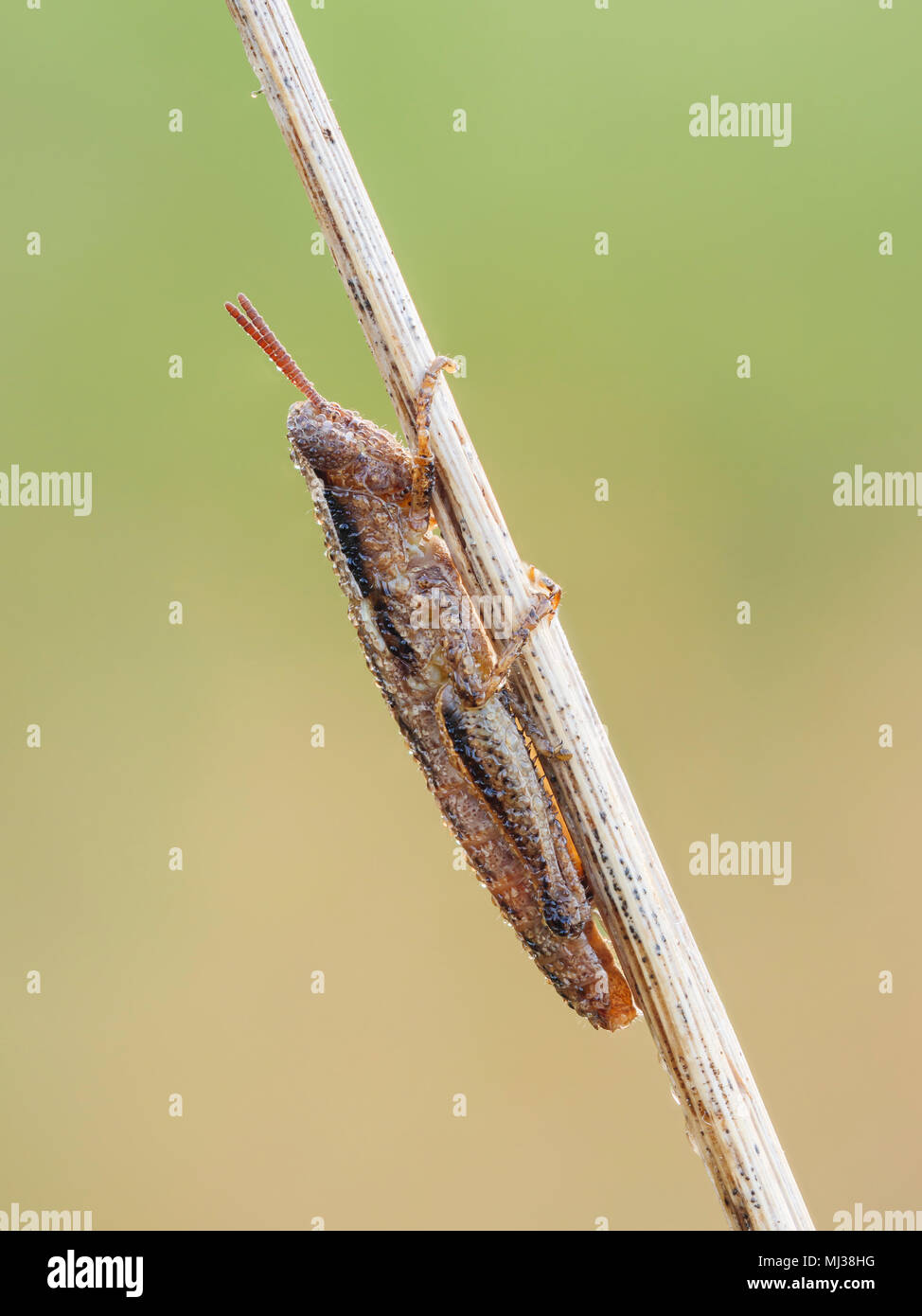 A dew covered Short-horned Grasshopper (Aptenopedes) nymph warms up on vegetation in the early morning. Stock Photo
