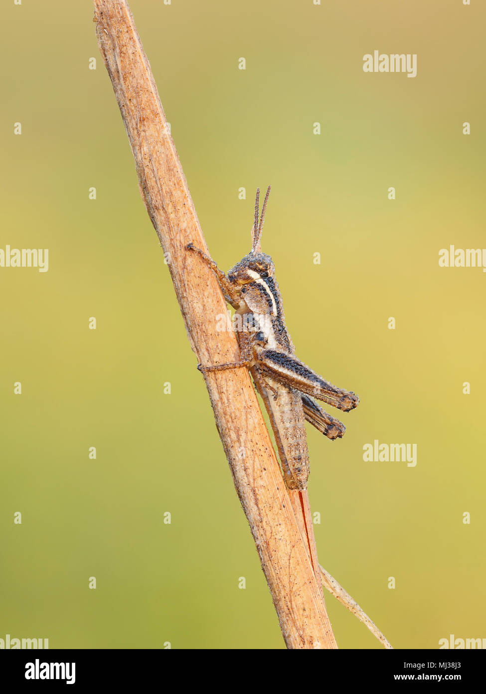 A dew-covered Spur-throated Grasshopper (Paroxya sp.) nymph perches on a plant stem in the cool air of early morning. Stock Photo