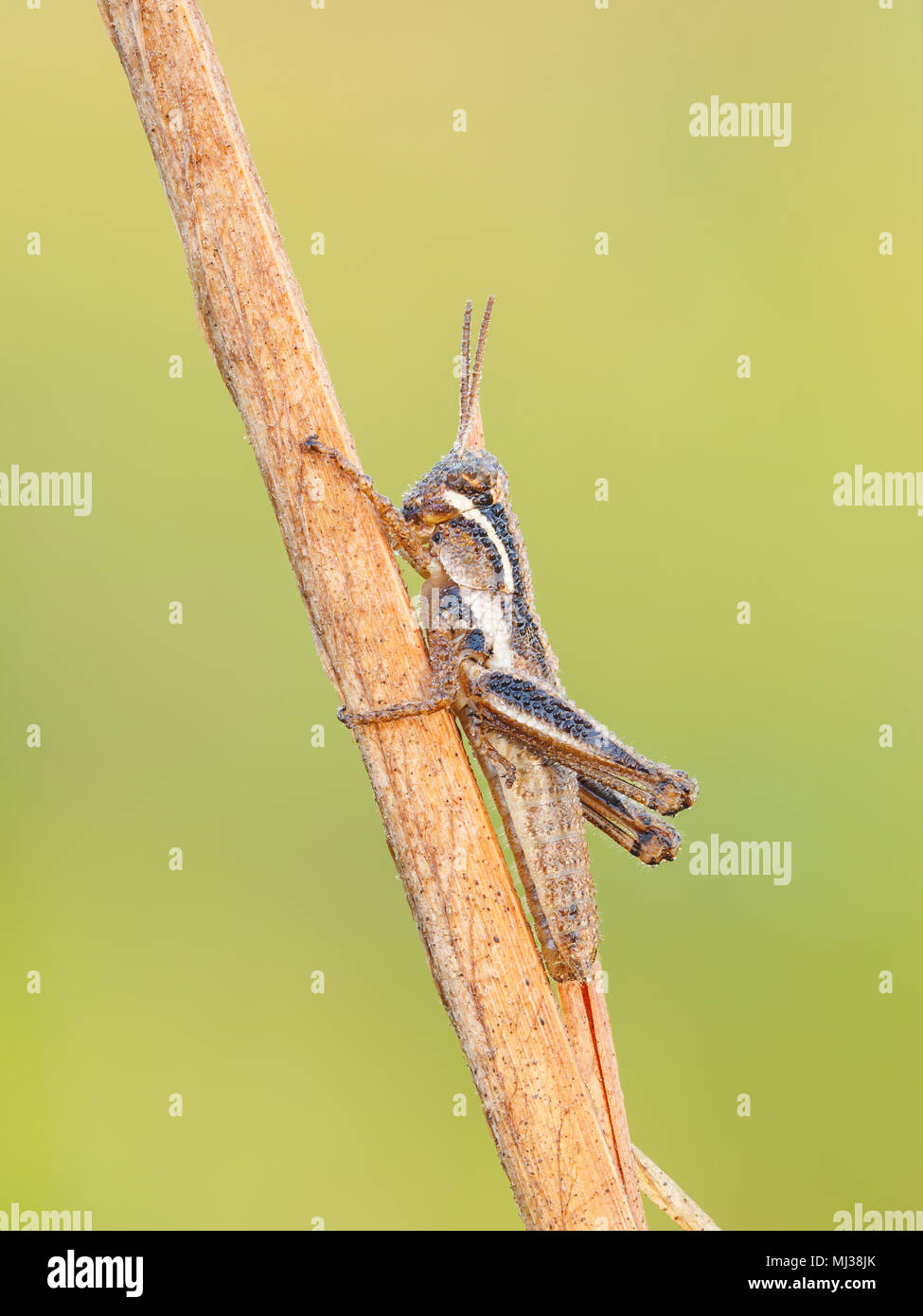 A dew-covered Spur-throated Grasshopper (Paroxya sp.) nymph perches on a plant stem in the cool air of early morning. Stock Photo
