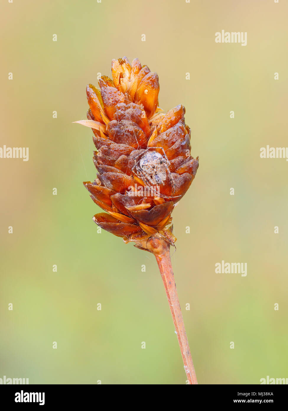 A dew-covered Pirate Spider (Mimetus puritanus) perches on a plant seedhead. Stock Photo