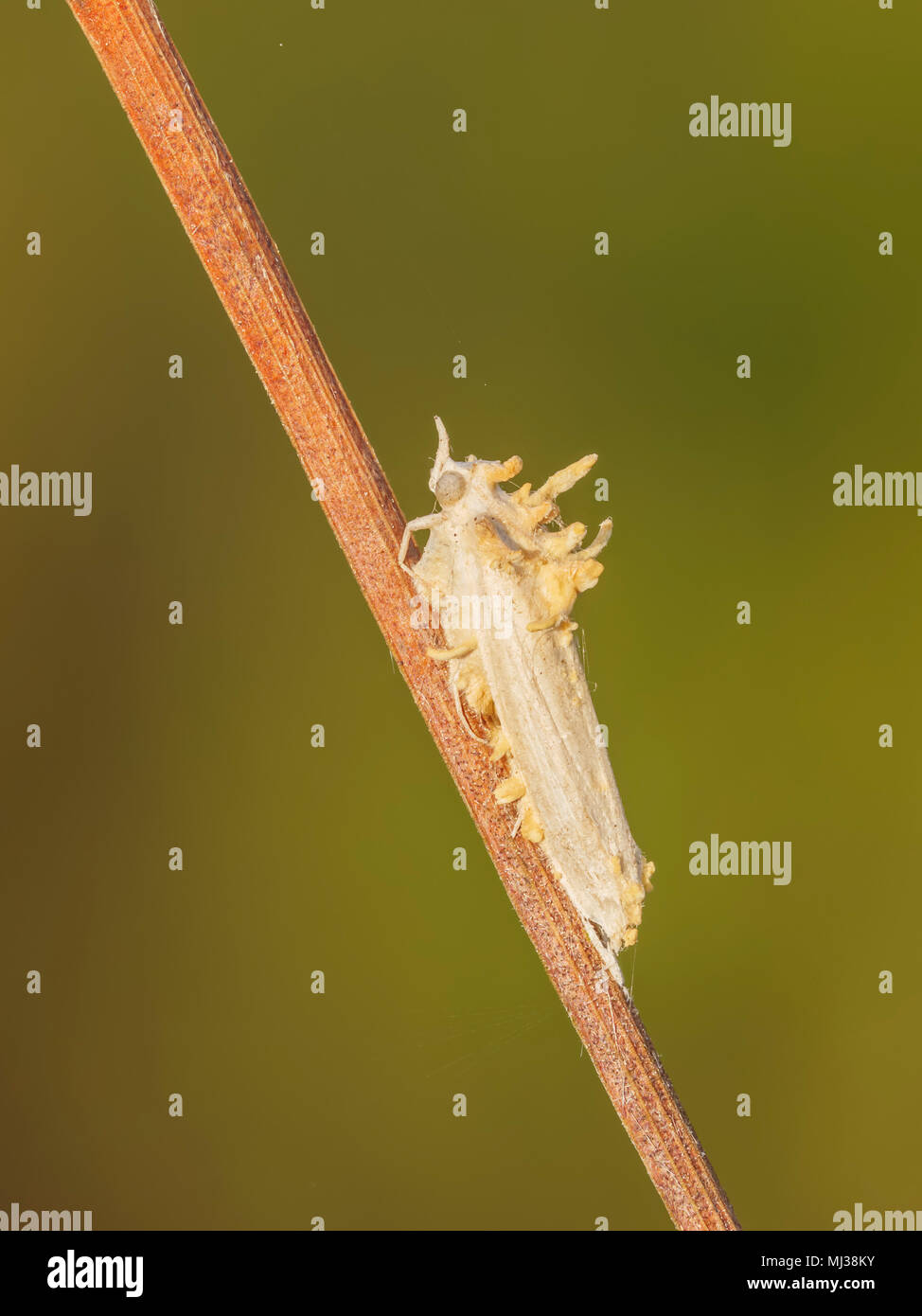 A moth covered with a parasitic fungus (Cordyceps sp.) Stock Photo