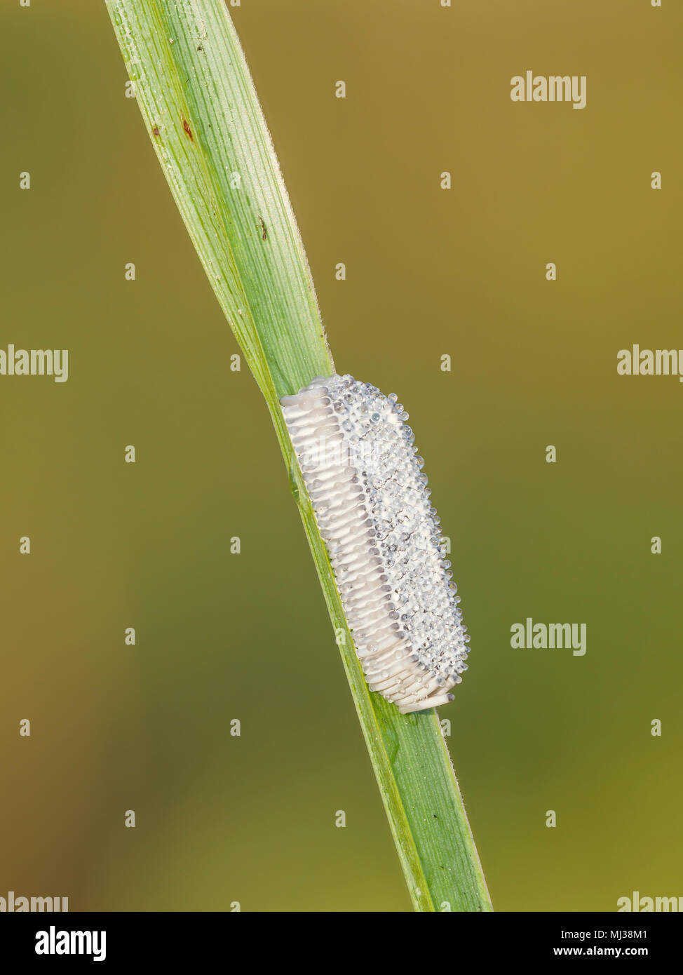 An egg mass of an unidentified insect attached to the leaf of sedge
