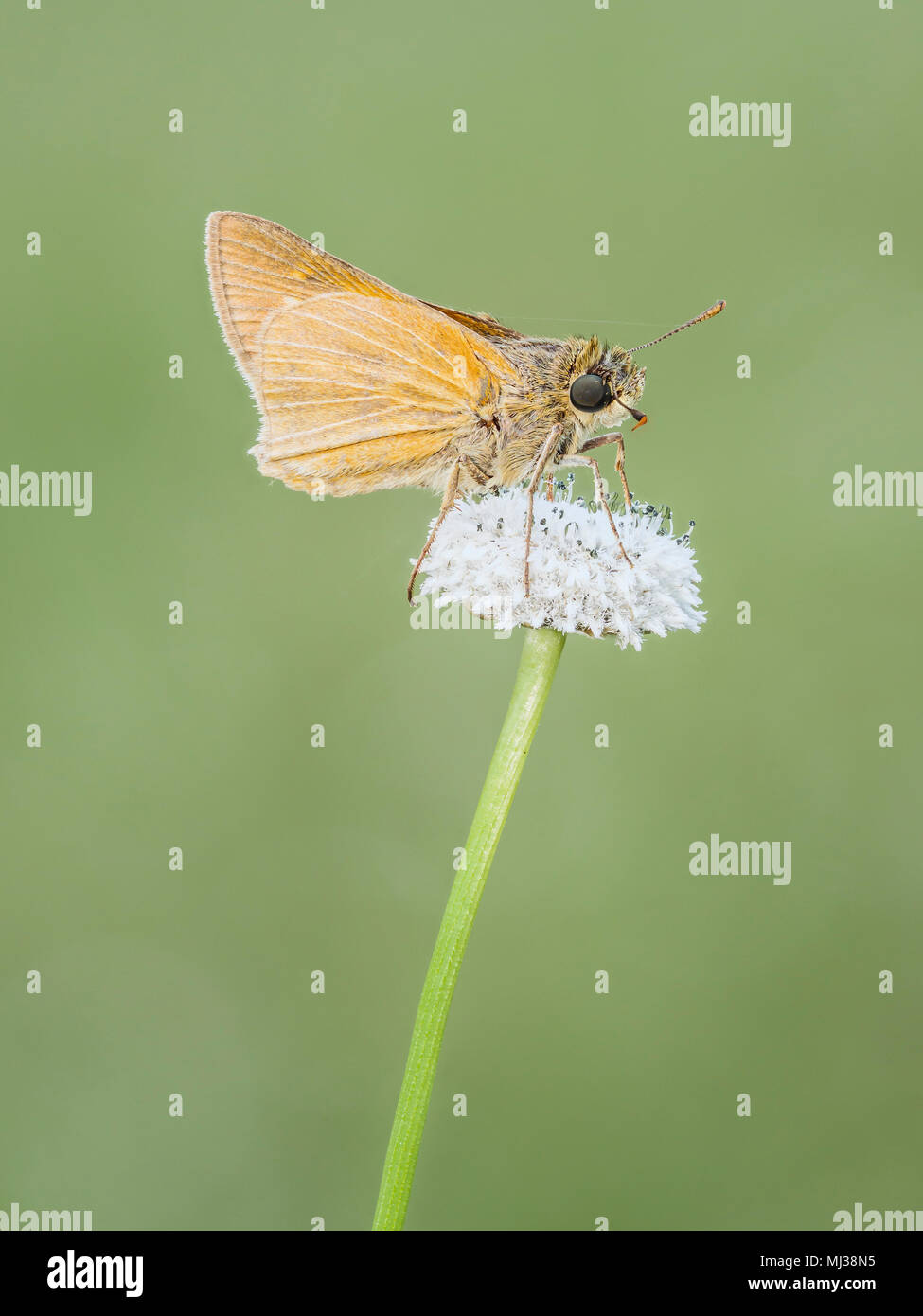 A Skipper Butterfly (Hesperiidae) perches on a Flattened Pipewort (Eriocaulon compressum) inflorescence. Stock Photo