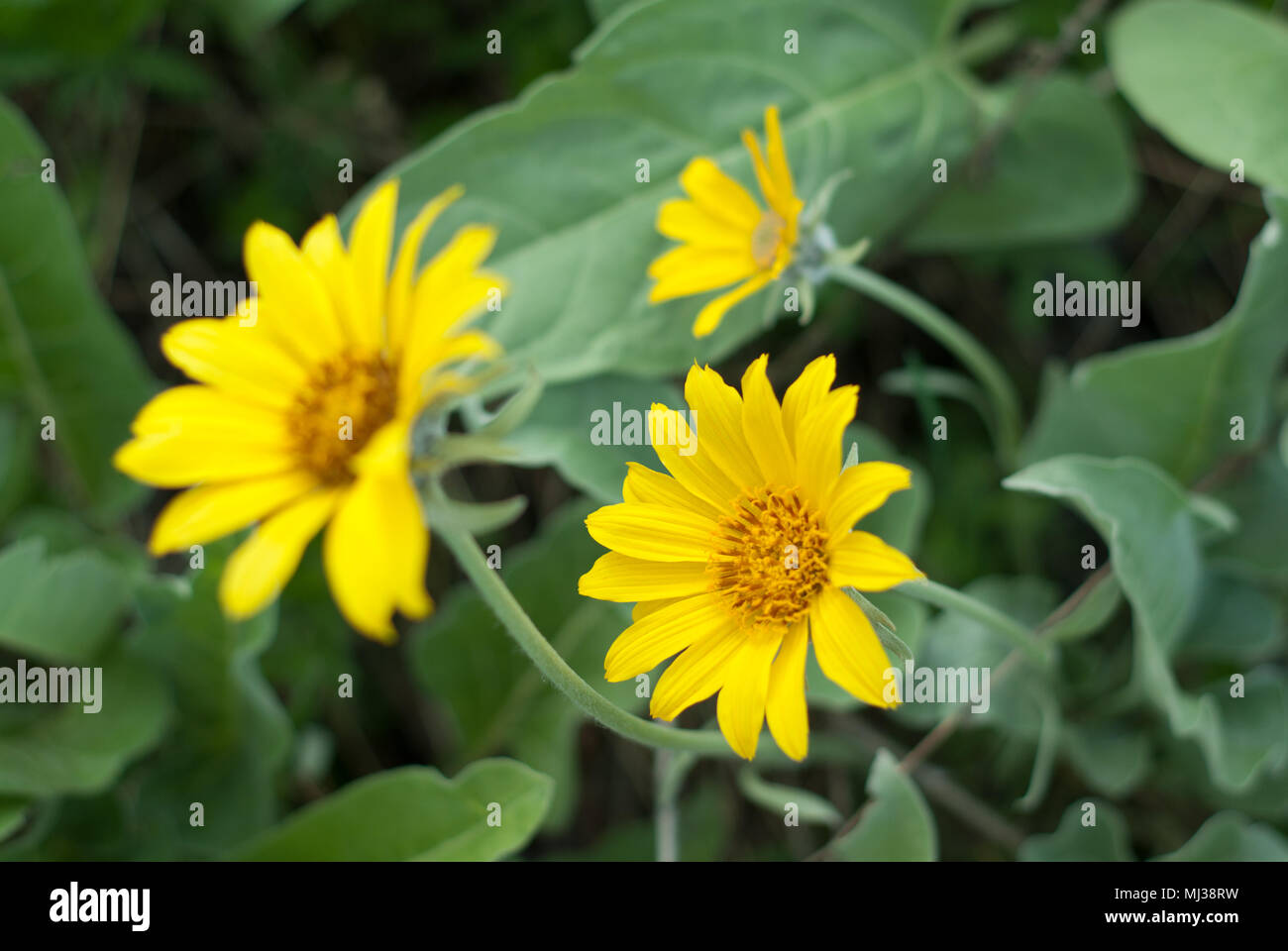 Okanagan wild flowers hires stock photography and images Alamy