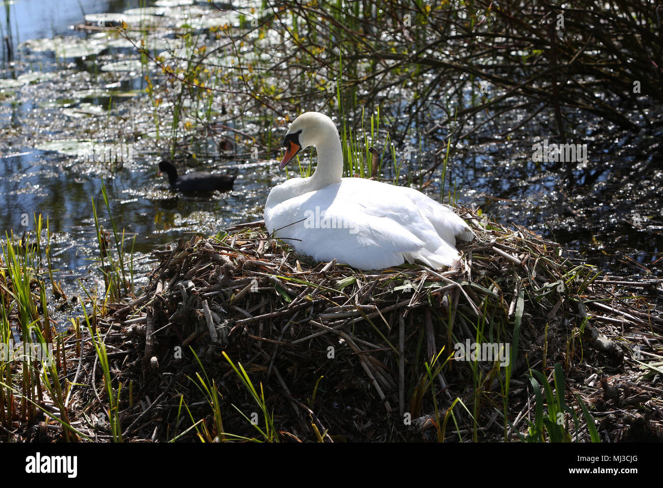 A Swan pictured nesting on the Chichester Canal at Chichester Harbour, West Sussex, UK. Stock Photo