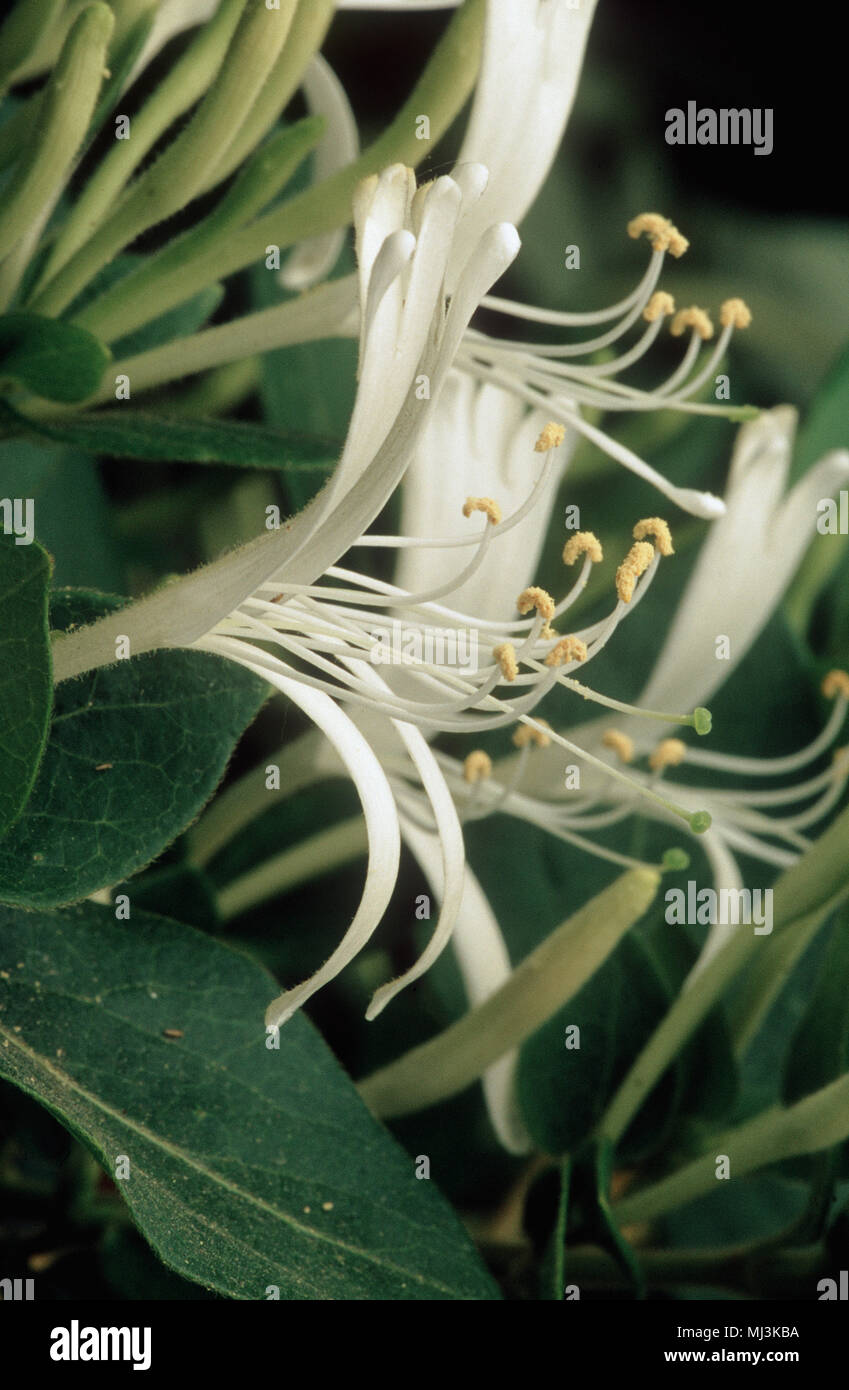 Honeysuckle (Lonicera japonica 'Halliana?') flower Stock Photo