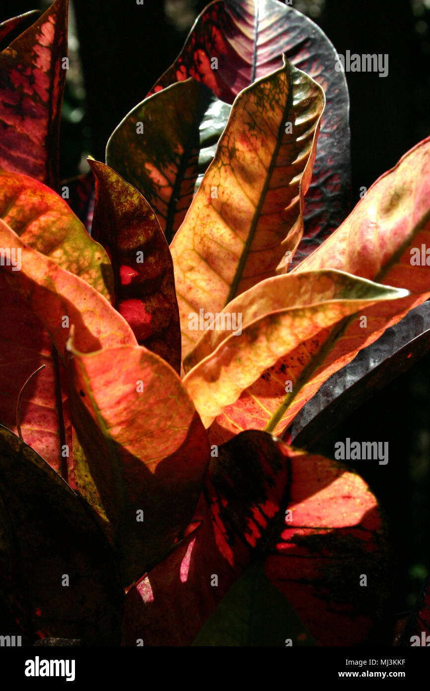 Codiaeum variegatum (garden croton or variegated croton; syn. Croton variegatum Stock Photo