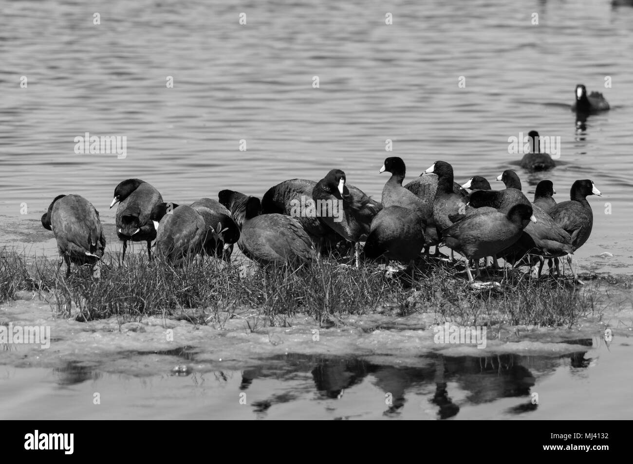 A large flock of American Coots. Stock Photo