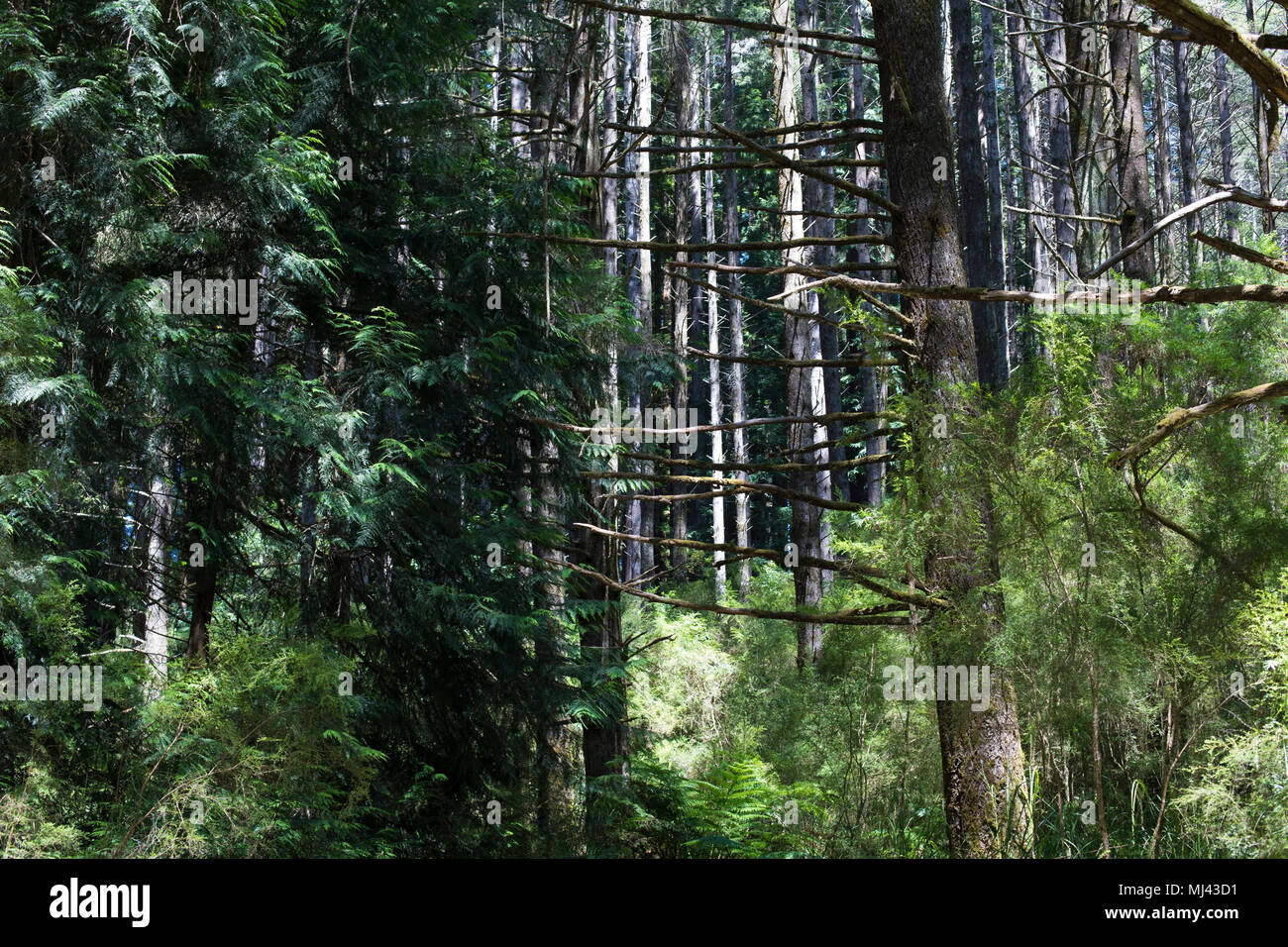 Redwood Forest Warburton Australia Stock Photo 183258013 Alamy