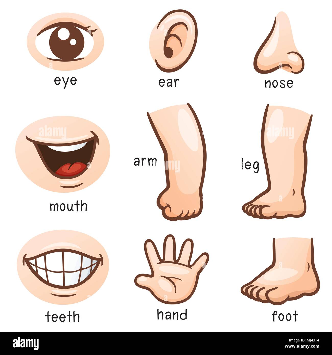 Vector Illustration Of Vocabulary Part Of Body Stock Vector Image And Art