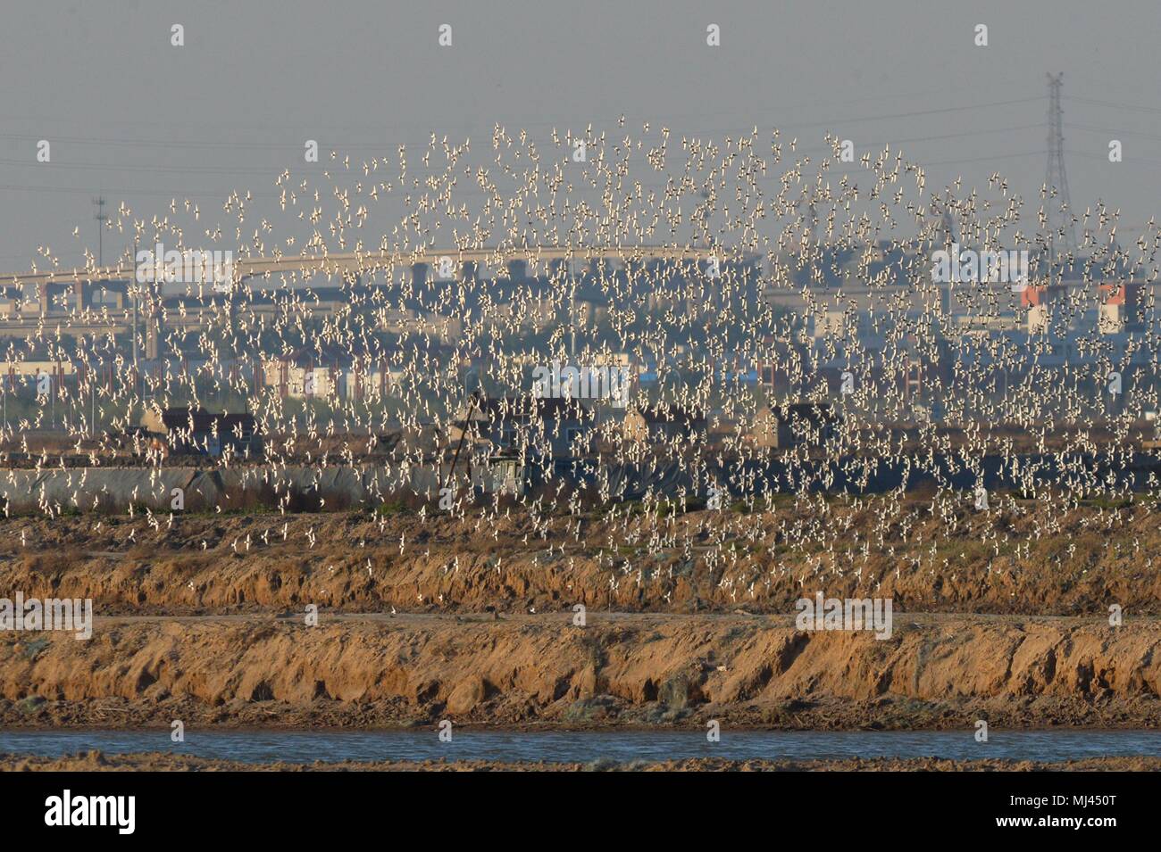 Qingdao, Qingdao, China. 4th May, 2018. Qingdao, CHINA-Thousands of dunlins fly at the wetland in Qingdao, east China's Shandong Province. The dunlin (Calidris alpina) is a small wader, sometimes separated with the other 'stints' in Erolia. Credit: SIPA Asia/ZUMA Wire/Alamy Live News Stock Photo