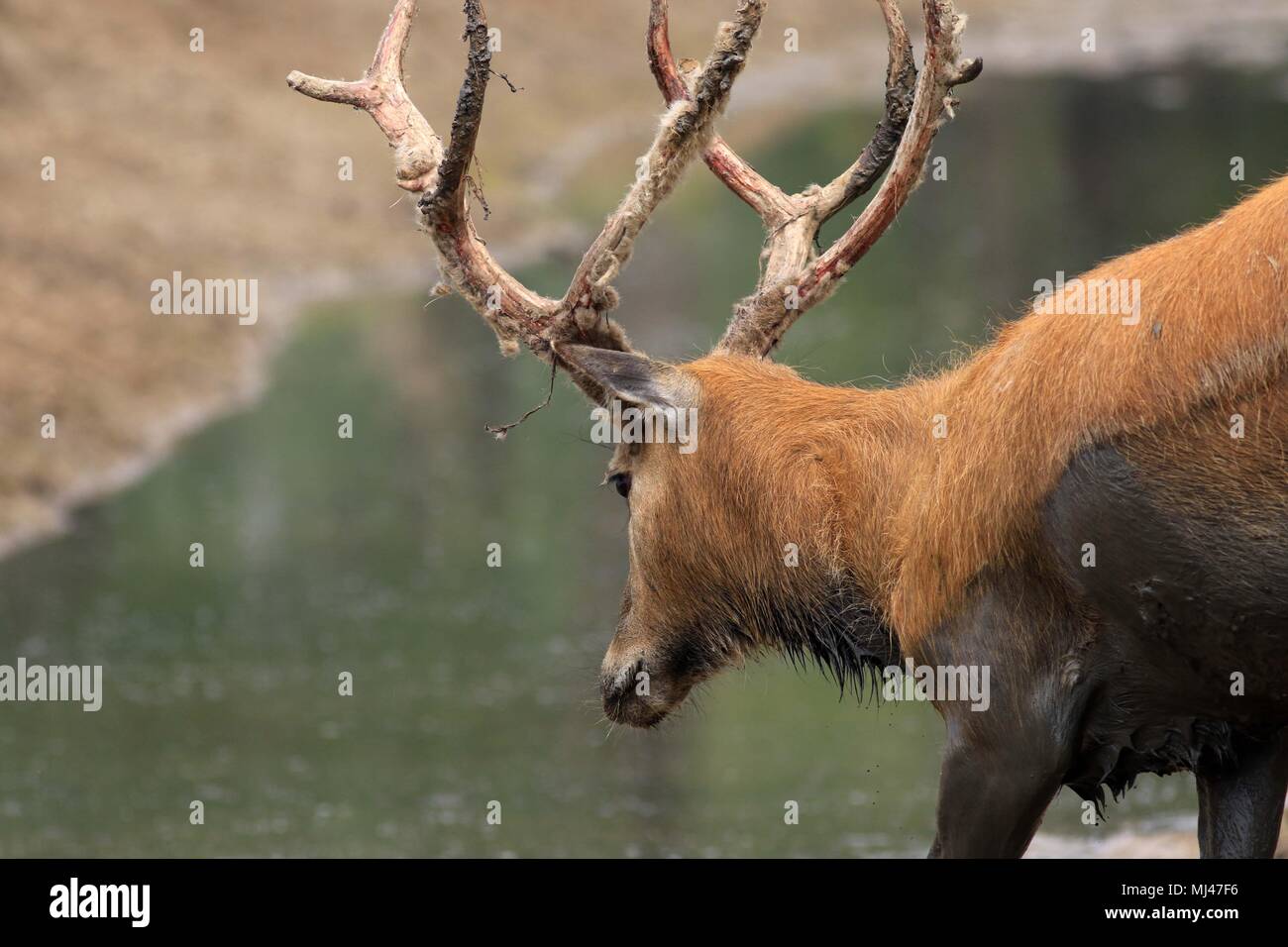 May 4, 2018 - Yancheng, Yancheng, China - Yancheng, CHINA-4th May: The PÃƒÂ¨re David's deer in Yancheng,east China's Jiangsu Province, May 4th, 2018. The PÃƒÂ¨re David's deer (Elaphurus davidianus), also known as the milu or elaphure, is a species of deer that are mostly found in captivity. This semiaquatic animal prefers marshland, and is native to the subtropics of China. It grazes mainly on grass and aquatic plants. It is the only extant member of the genus Elaphurus. (Credit Image: © SIPA Asia via ZUMA Wire) Stock Photo