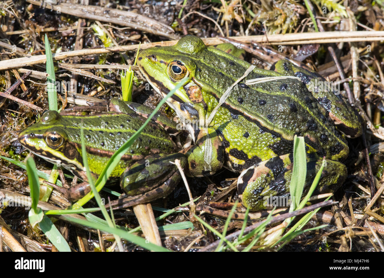 Reed frogs hi-res stock photography and images - Alamy