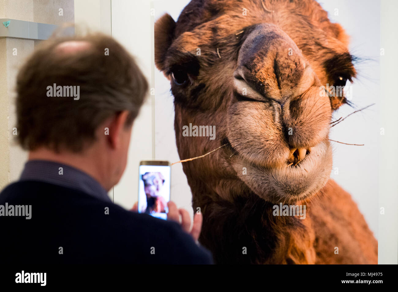 24 April 2018, Germany, Berlin: A visitor takes a picture of an exhibited photo with a camel on it taken by photographer Herlinde Koelbl at the exhibition 'Margiana. A Bronze Age Kingdom in Turkmenistan'. The special exhibition delivers an insight into a largely unknown 4,000 year old ancient civilisation in eastern Turkmenistan. Photo: Lisa Ducret/dpa Stock Photo