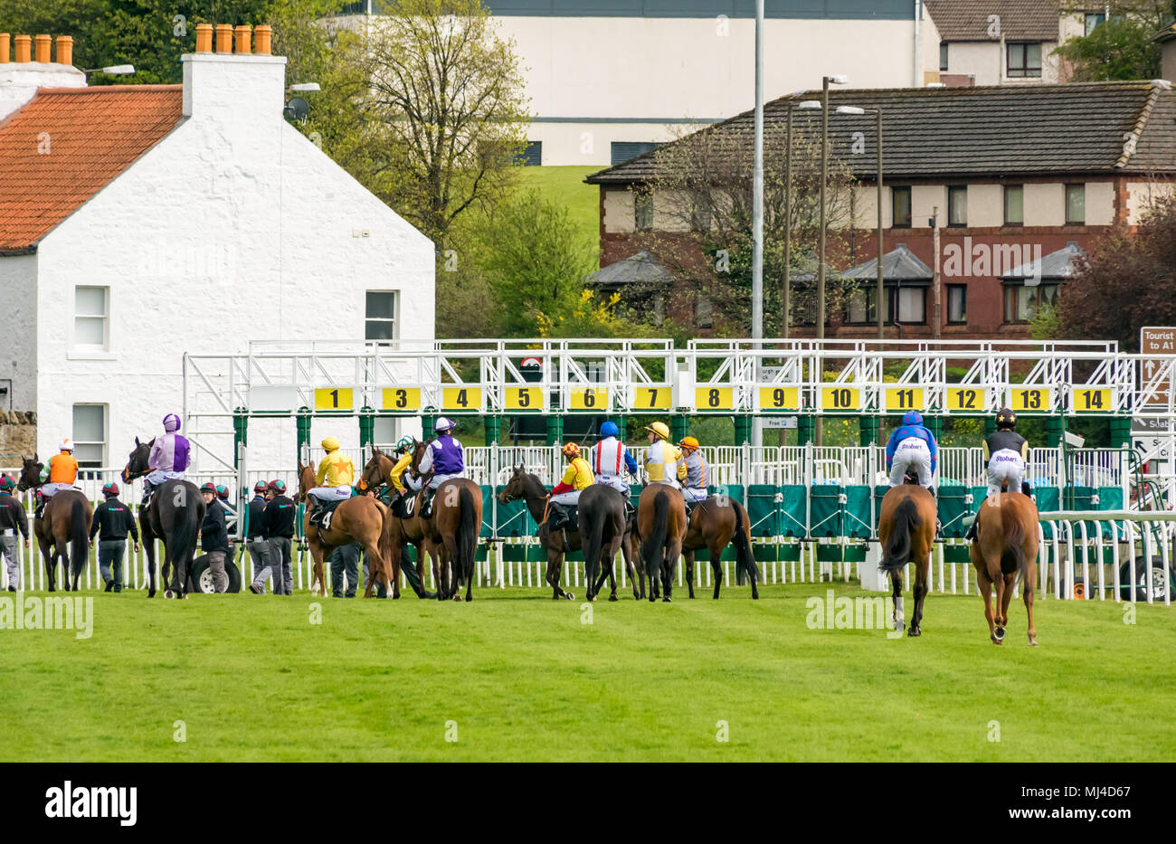 Musselburgh, Scotland, 4 May 2018. Musselburgh Race Course, Musselburgh, East Lothian, Scotland, United Kingdom. Race horses at the afternoon flat racing meet. The horses gather at the starting gate for the 2.40 Boogie in the Morning Handicap Stock Photo