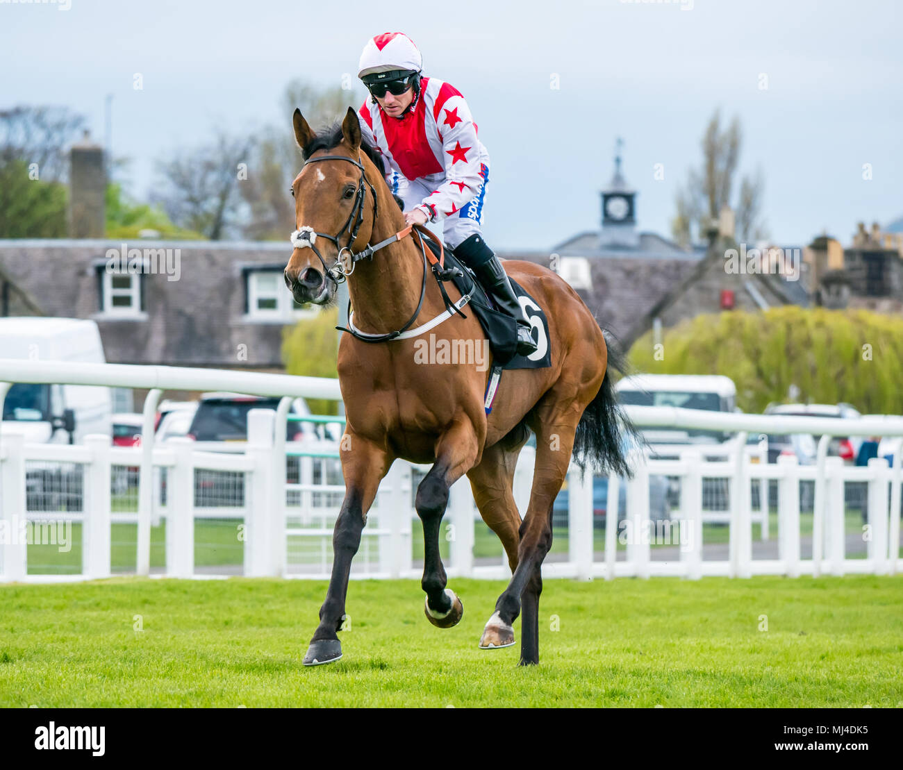 Musselburgh, Scotland, 4 May 2018. Musselburgh Race Course, Musselburgh, East Lothian, Scotland, United Kingdom. A race horse gallops to the start at the afternoon flat horse racing meet. Horse ‘Dubai Acclaim’ ridden by jockey Paul Hanagan Stock Photo