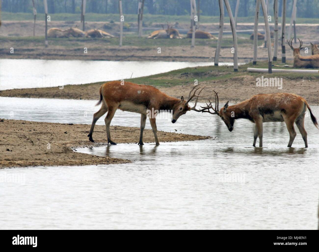 Yancheng, Yancheng, China. 4th May, 2018. The Pere David's deer in Yancheng, east China's Jiangsu Province, May 4th, 2018. The Pere David's deer (Elaphurus davidianus), also known as the milu or elaphure, is a species of deer that are mostly found in captivity. This semiaquatic animal prefers marshland, and is native to the subtropics of China. It grazes mainly on grass and aquatic plants. It is the only extant member of the genus Elaphurus. Credit: SIPA Asia/ZUMA Wire/Alamy Live News Stock Photo