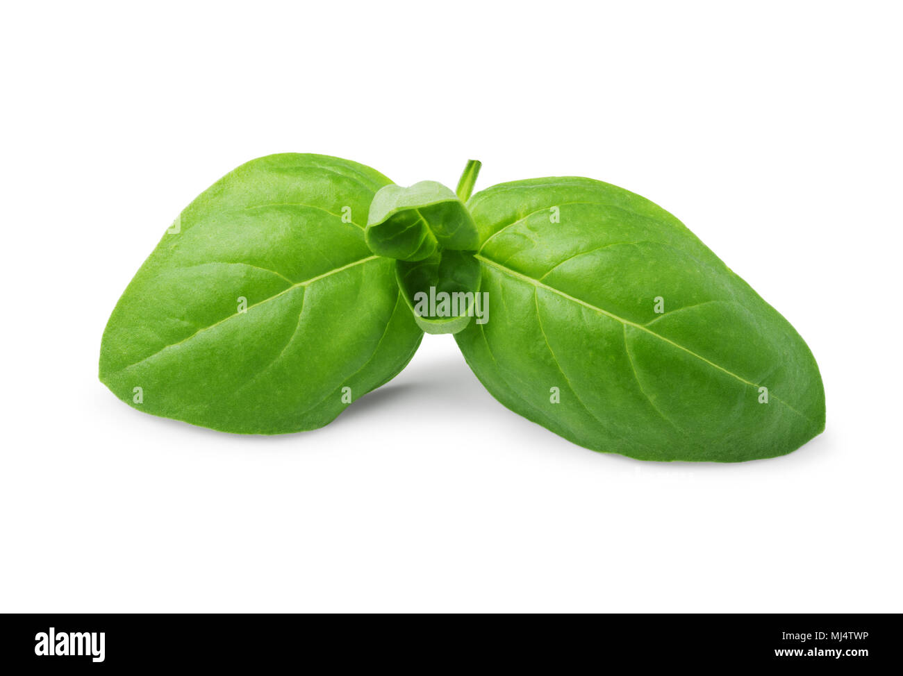 fresh green basil leaves isolated on white background Stock Photo Alamy