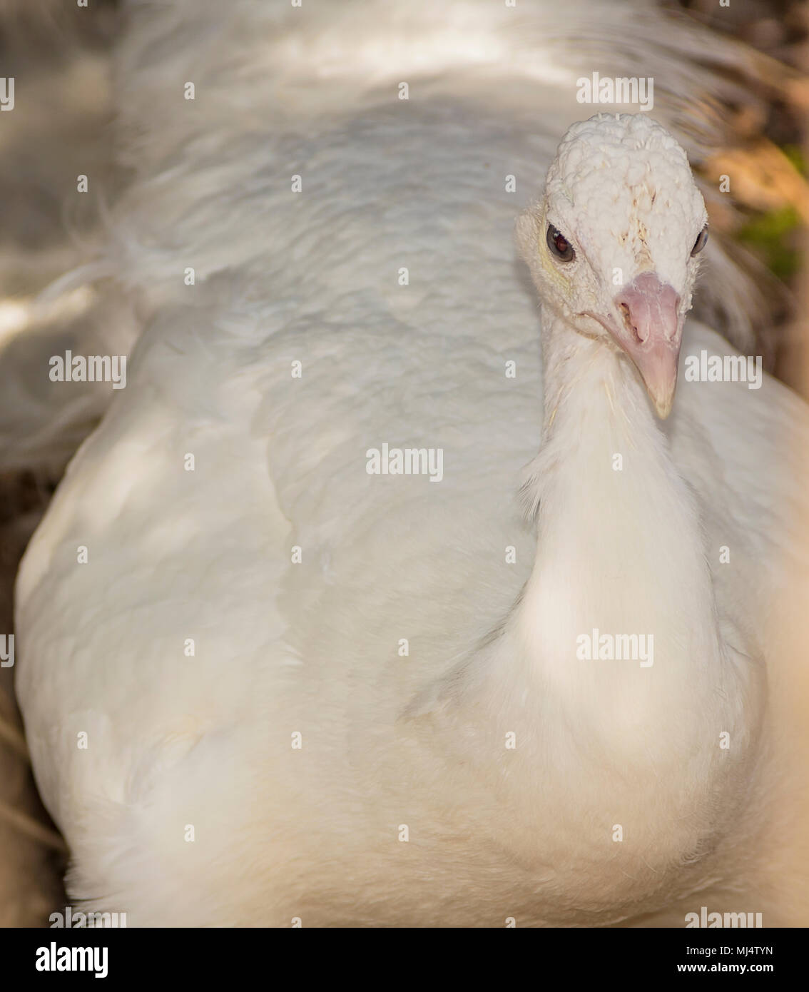 Closeup shot of a peacock Stock Photo