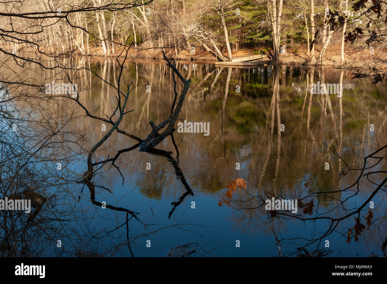 Landscape with leafless trees and partial submerged logs on the riverbanks of Charles River. Elm Bank Reservation, Wellesley, MA Stock Photo